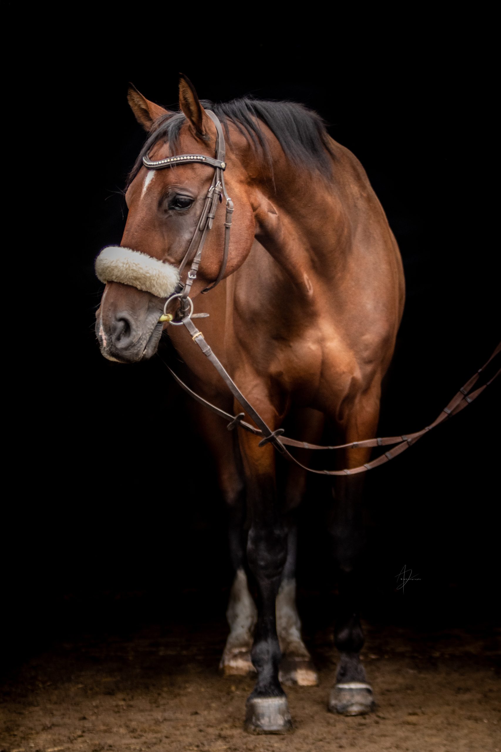 Egon - easy-rider-ranch